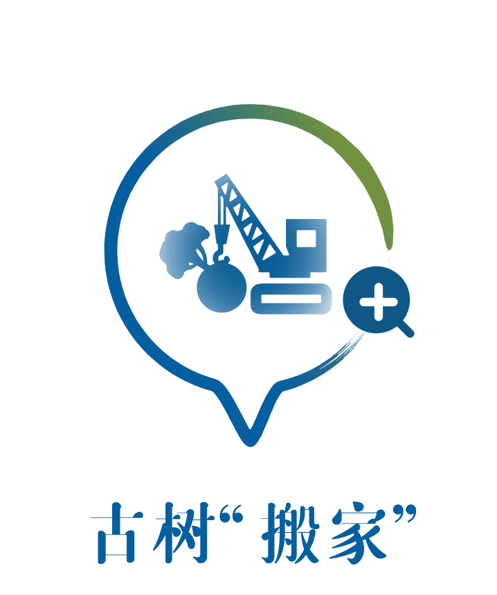 走进古树搬家