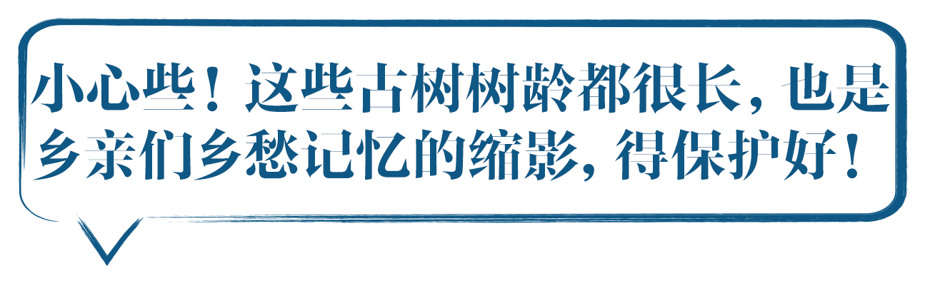 小心些！这些古树可都跟村民们 有着很深的情感，要保护好！ 