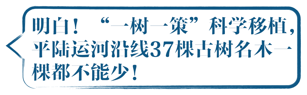 明白！每一株的古树移植我们 都会进行科学“体检”、规范 移植，确保成功！  