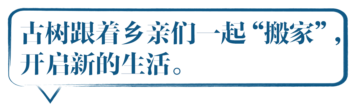 古树跟着乡亲一起“搬家”， 共同开启新的生活。  