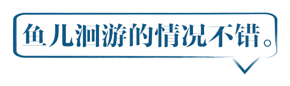鱼儿洄游的情况不错。
