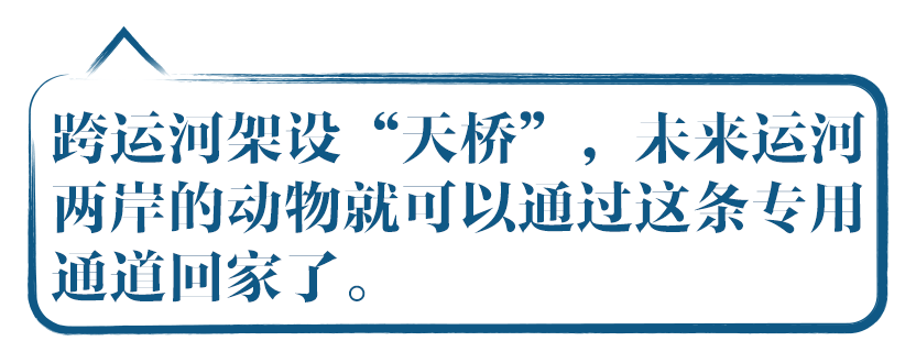 跨运河架设“天桥”，未来运河 两岸的动物们可以通过这条专用 动物通道回家了。
